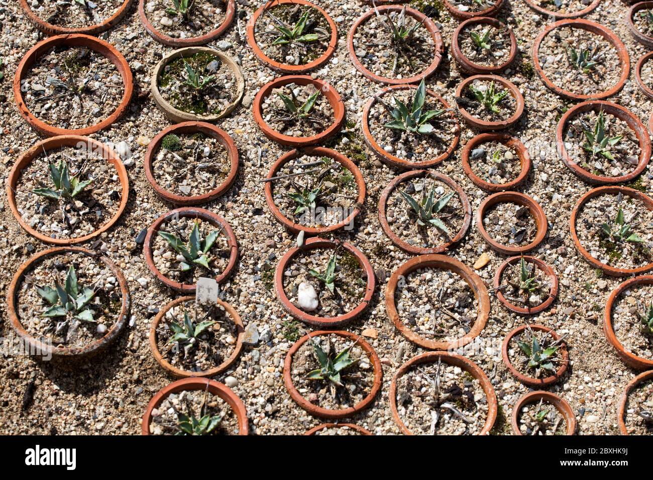 Piantine che crescono pentole di pianta, succulenti agave minuscola Foto Stock