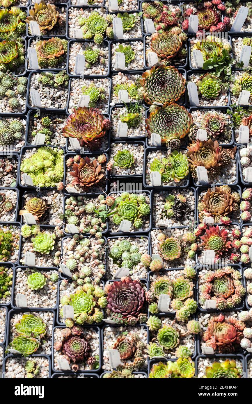 Giovani pianta che crescono in pentole, succulenti case minuscoli Sempervivum in pentole mostra Foto Stock