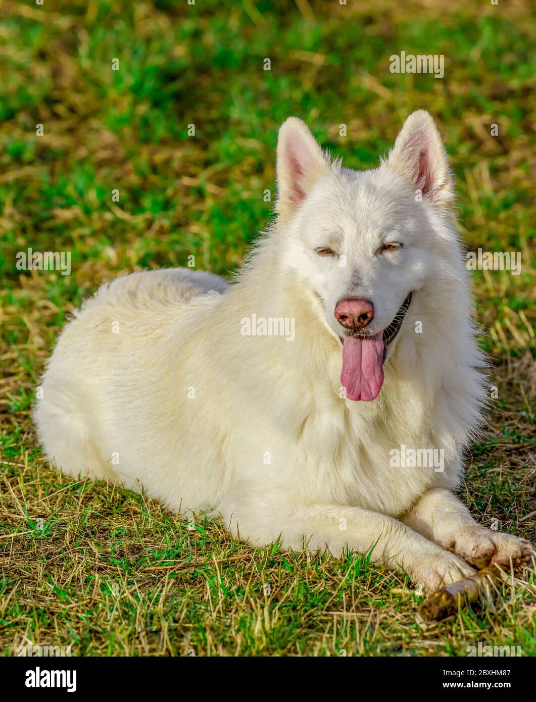 Il bel pastore svizzero bianco che squinting dal sole giace in un prato. Foto Stock