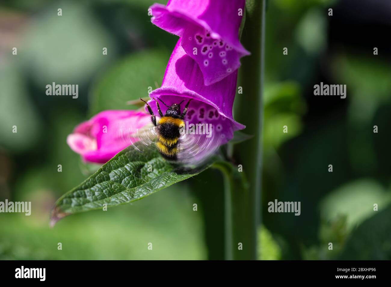 Un comune carder Bee Bombus pascuorum Bumble ape con ali in movimento sfocatura ispezionando un comune Foxglove Digitalis purea Foto Stock