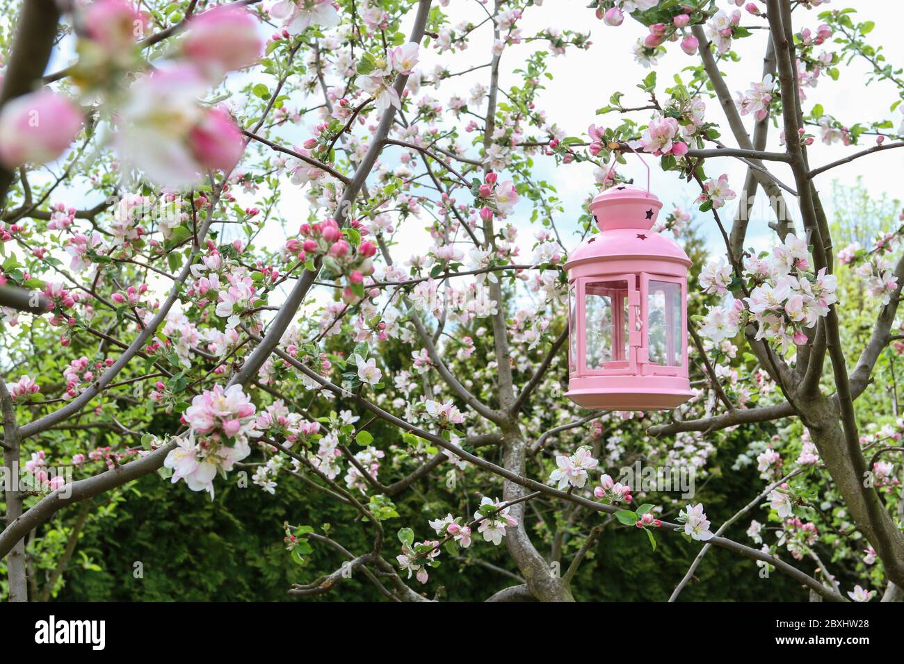 Bella lanterna rosa è appesa su un ramo fiorente di mela nel giardino. Decorazione esterna per feste. Foto Stock