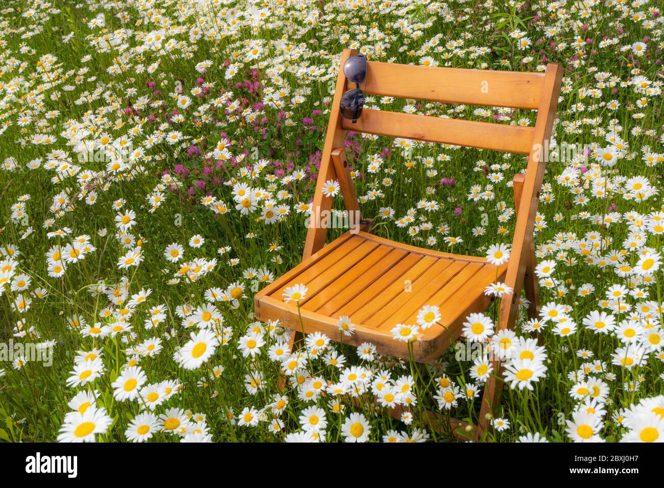 Sedia in legno tra i fiori sul prato, margherite e trifoglio fiorito, sedile vuoto, natura stagionale Foto Stock