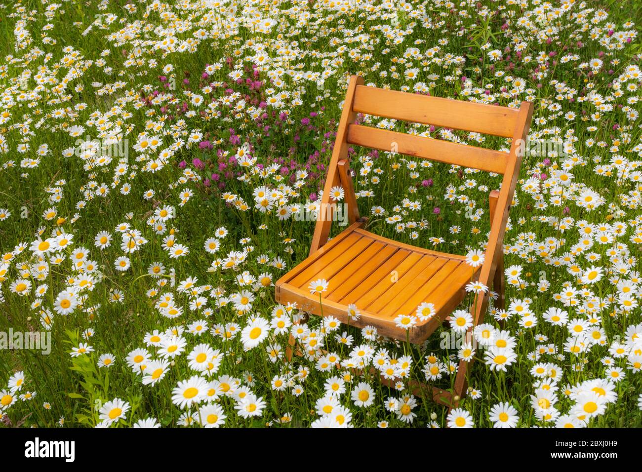 Sedia in legno tra i fiori sul prato, margherite e trifoglio fiorito, sedile vuoto, natura stagionale Foto Stock
