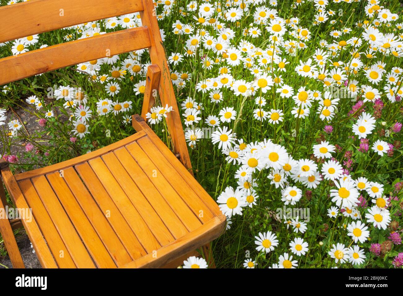 Sedia in legno tra i fiori sul prato, margherite e trifoglio fiorito, sedile vuoto, natura stagionale Foto Stock