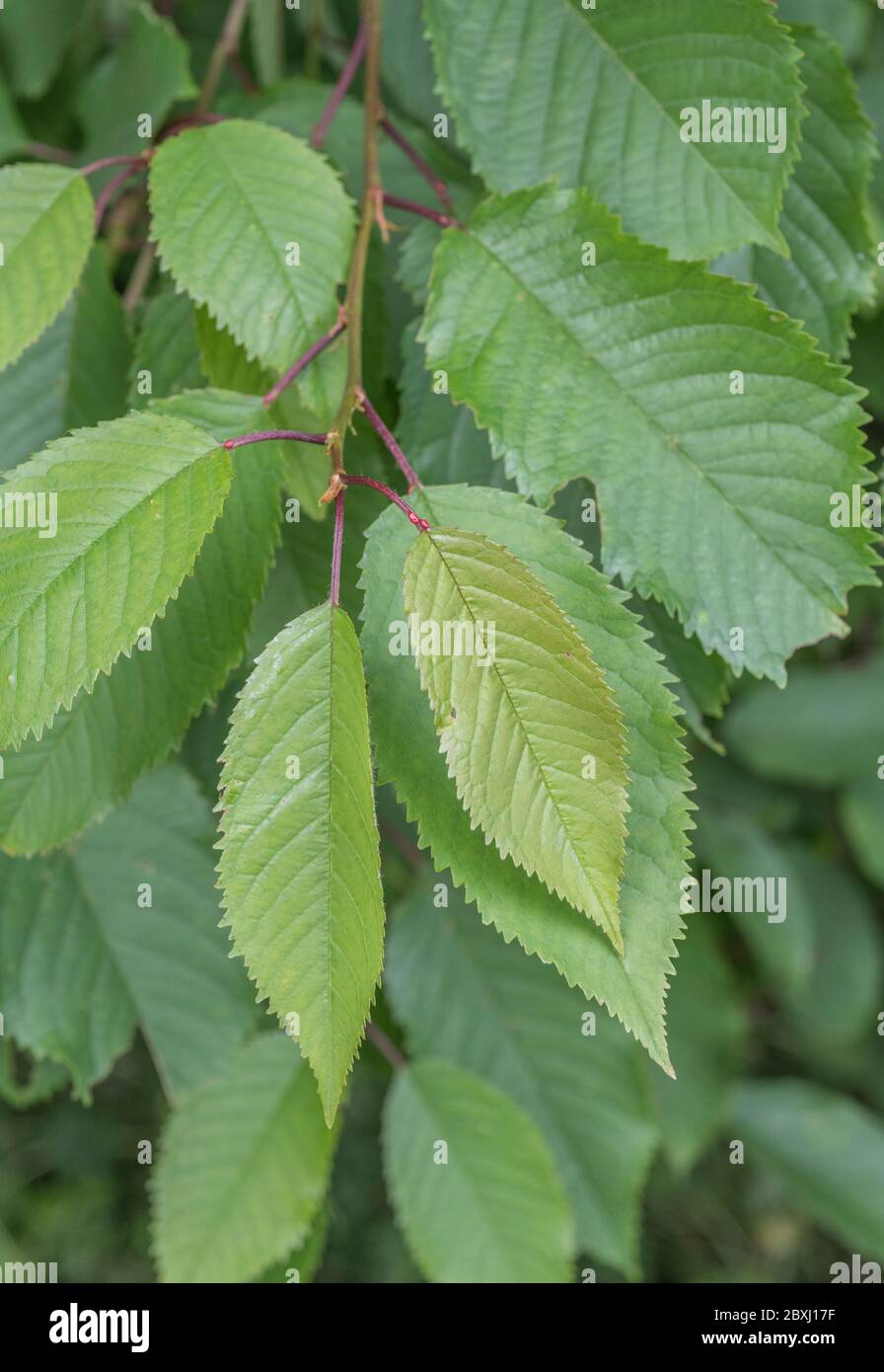 Foglie a margine seghettato immagini e fotografie stock ad alta risoluzione  - Alamy