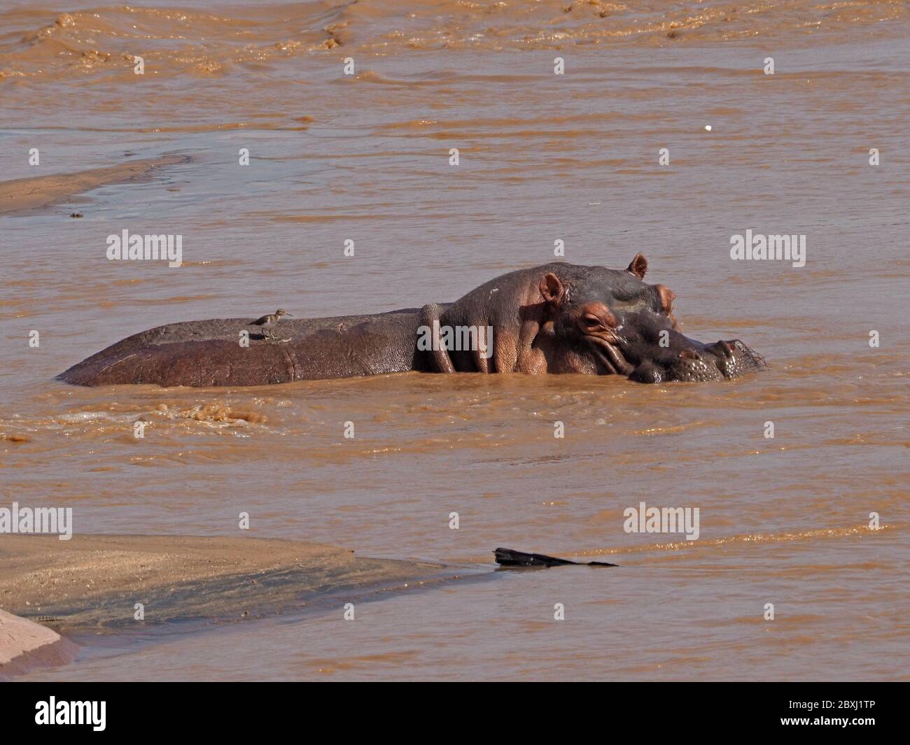 Ippopotamo anfibio con Sandpiper comune sulla sua parte posteriore esposta nelle acque alluvionali turbolente del fiume Galana in Tsavo Est N P, Kenya, Africa Foto Stock