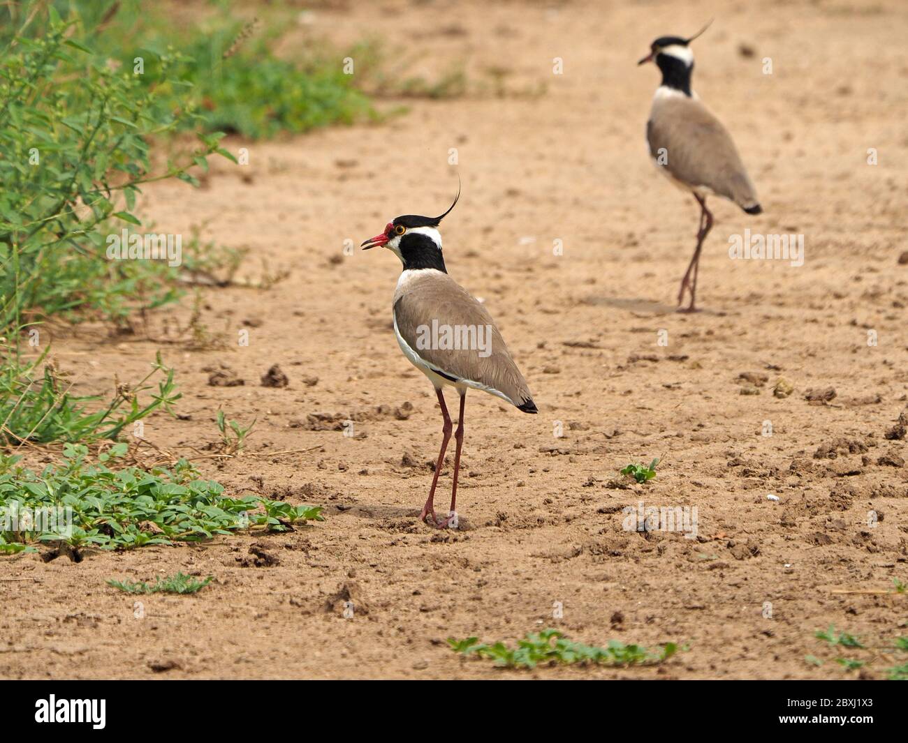 Coppia di Lapwing a testa nera (Vanellus tectus) con creste che ondolano mentre camminano in un gradino su un terreno di sabbia piano nel Parco Nazionale di Tsavo Est, Kenya, Africa Foto Stock