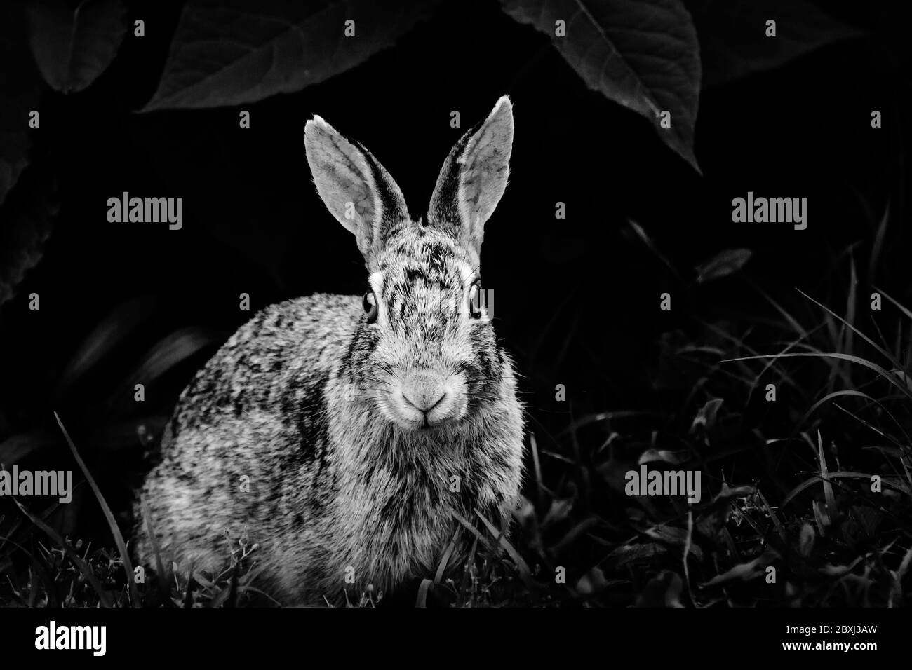 Coniglio sorridente Foto Stock