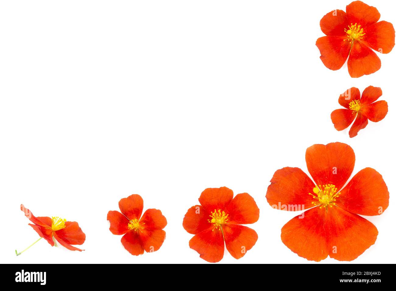 Fiori arancioni sono confinanti con la cornice bianca. Sfondo per un sito Web o un biglietto di auguri Foto Stock