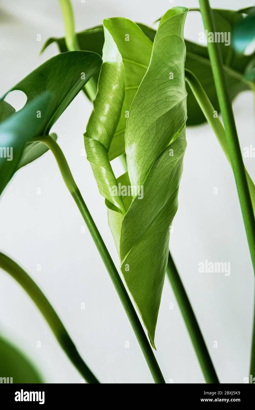 Nuova foglia su pianta di Monstera Deliciosa su fondo bianco. Primo piano su un fogliame verde appena formato di una pianta domestica tropicale al chiuso. Foto Stock