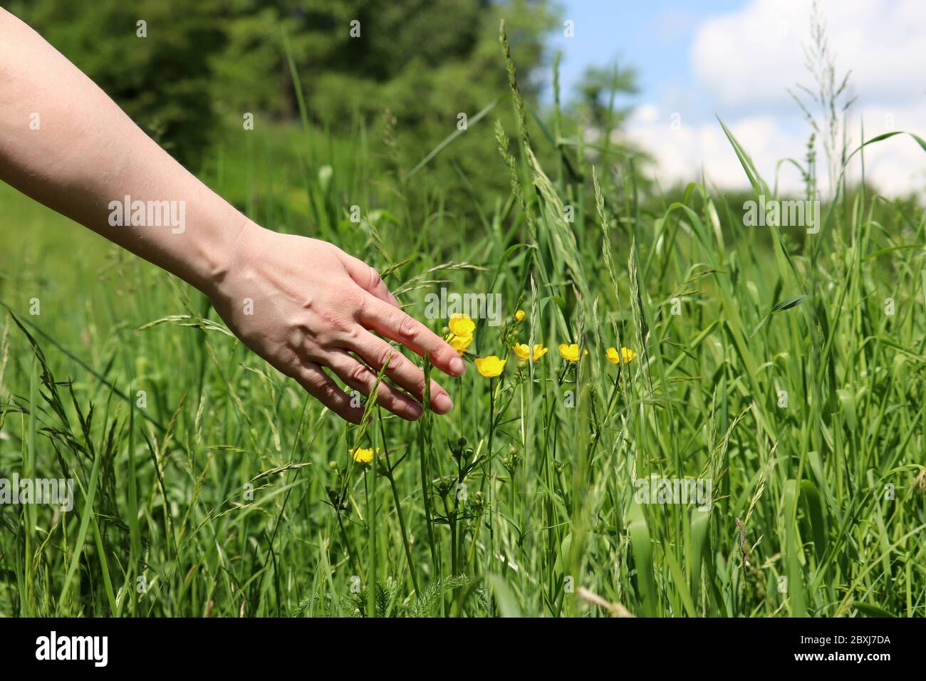 La mano femminile si sente all'erba e ai fiori su un prato estivo. Donna che gode della natura verde, del concetto di ambiente, della vacanza e della libertà Foto Stock