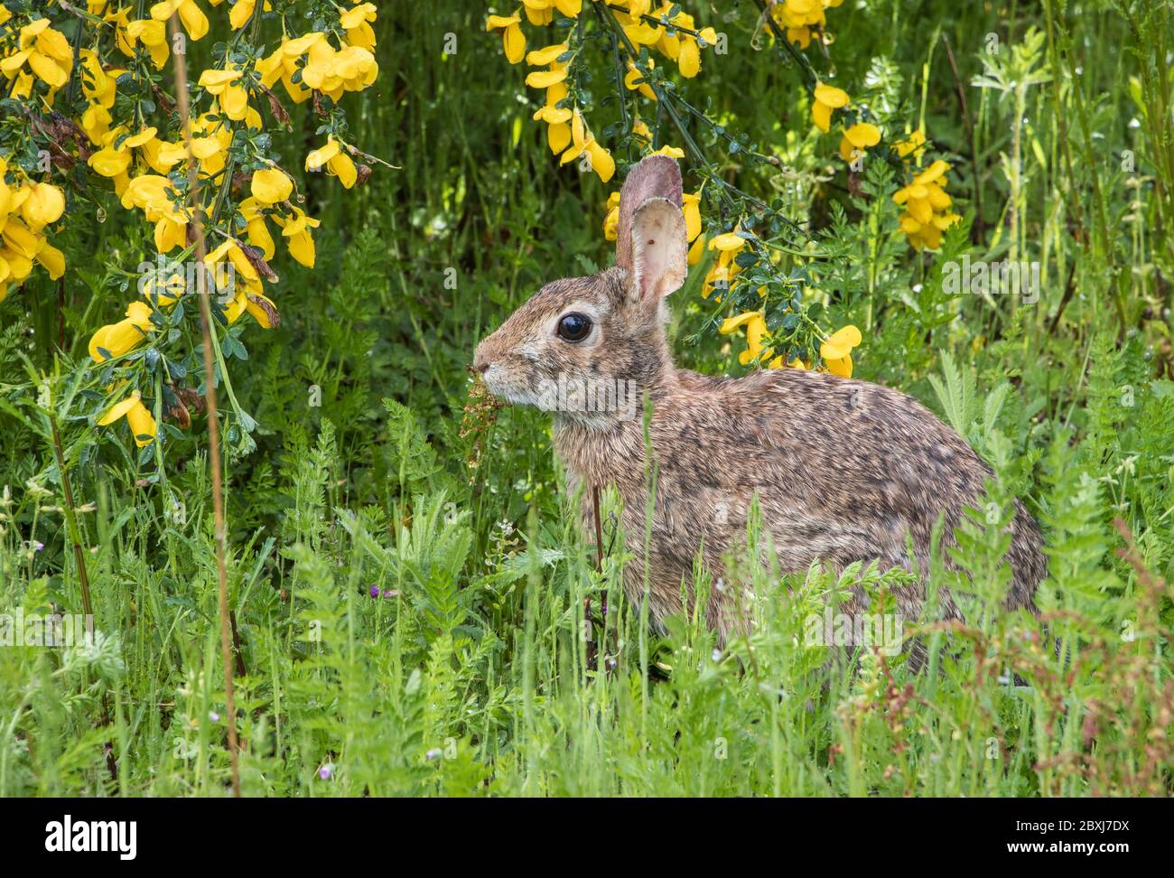Un coniglio allerta nascosto tra i fiori gialli di scotch Foto Stock