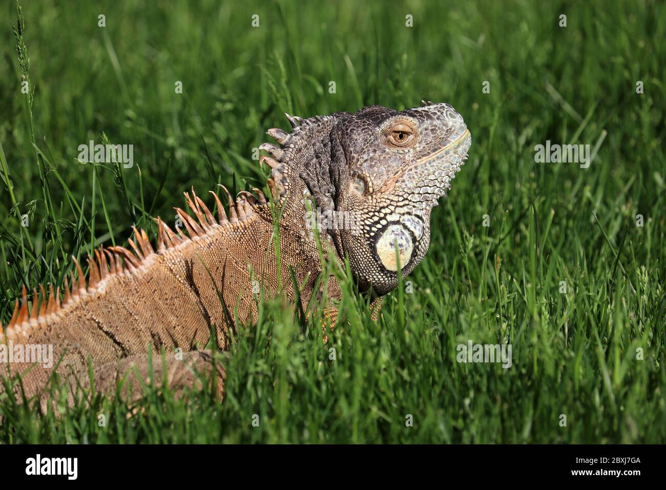 Iguana nell'erba verde. Ritratto di lucertola in estate, natura selvaggia Foto Stock
