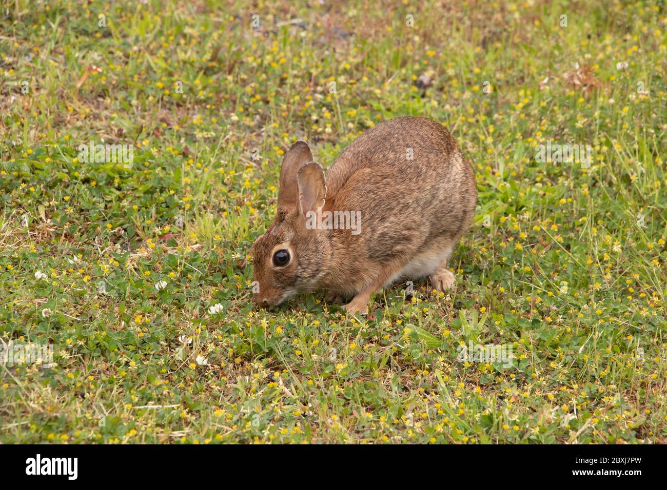 Closeup di un coniglio di cotoncoda nel cerotto del trifoglio Foto Stock
