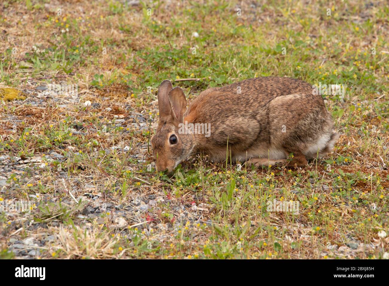 Closeup di un coniglio di cotoncoda che pascolano nel cerotto di trifoglio Foto Stock