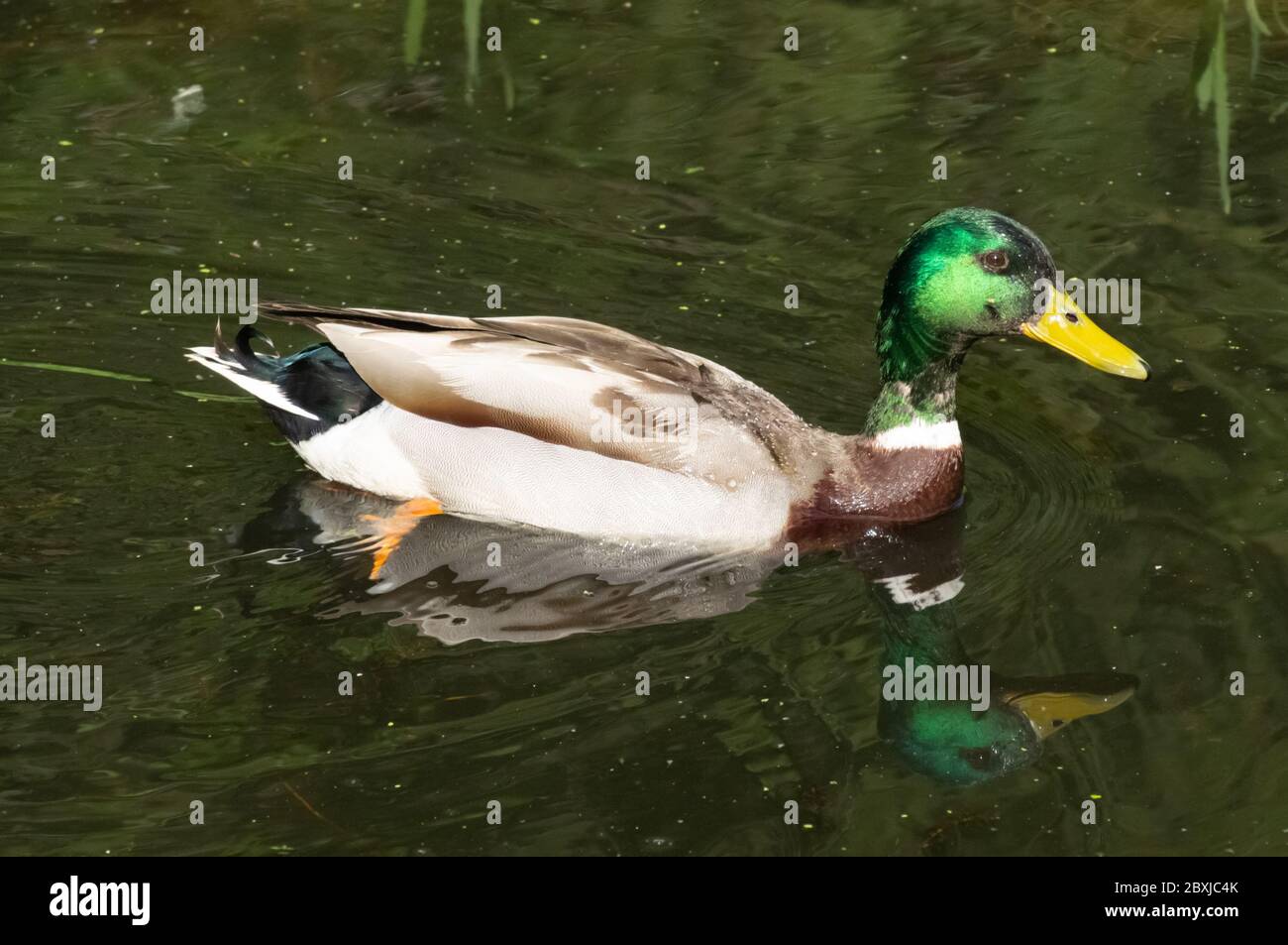 Anatra o drake di mallard maschile Foto Stock