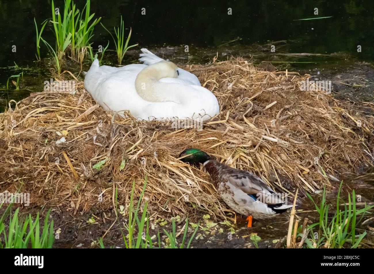 Anatra mallard maschile o drake che pola la testa nel nido di un cigno mentre il cigno dorme incubando l'uovo. Intruso coraggioso di nosy di frash di uccello di anatra cheeky Foto Stock