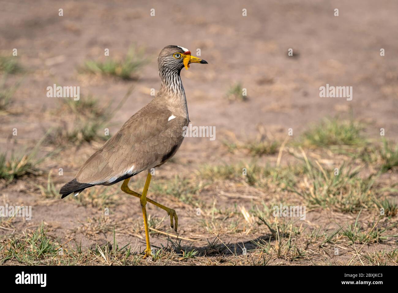 Il lapping wattled africano, conosciuto anche come il Plover wattled del Senegal o il lapping wattled. Immagine presa in Masai Mara, Kenya. Foto Stock