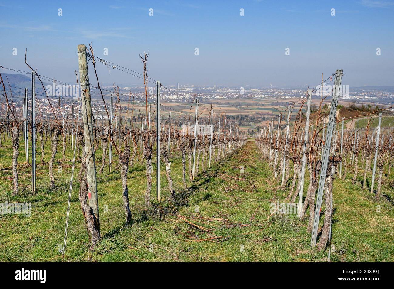 Dai vigneti, vicino al piccolo villaggio di Strümpfelbach, si gode di una splendida vista sulla valle di Rems e fino alla capitale dello stato Stoccarda. Foto Stock