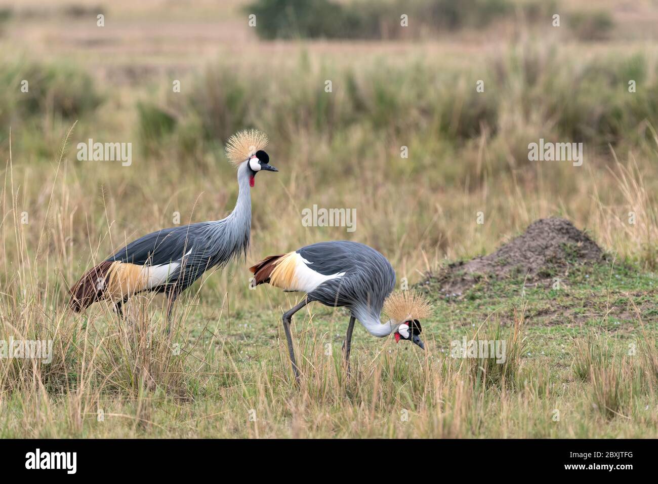 Un paio di bellissime gru Grey coronate che camminano attraverso una radura sulla savana. Immagine presa in Masai Mara, Kenya. Foto Stock