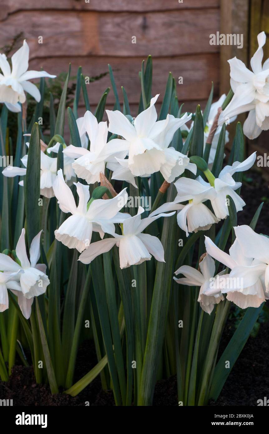 Clsoe su di Narcissus Triandrus Thalia e due gemme. Chiamato anche Orchid Narcissus & Angels Tears. Un daffodil di divisione 5 multiflowering con ricorsi bianchi. Foto Stock