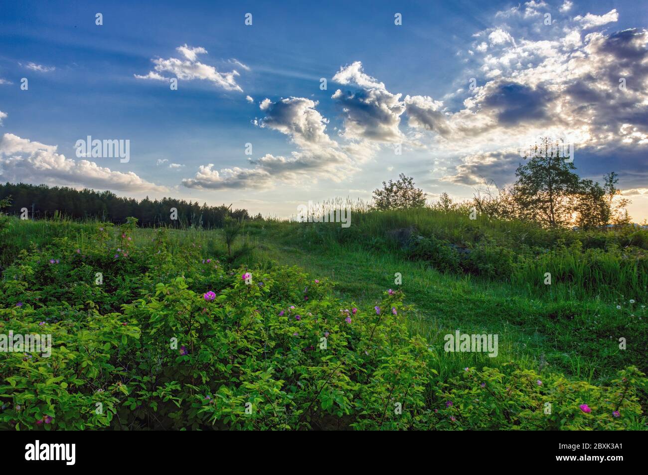 Paesaggio estivo in fiore rosa cespuglio sullo sfondo di erba verde e cielo tramonto. Foto Stock