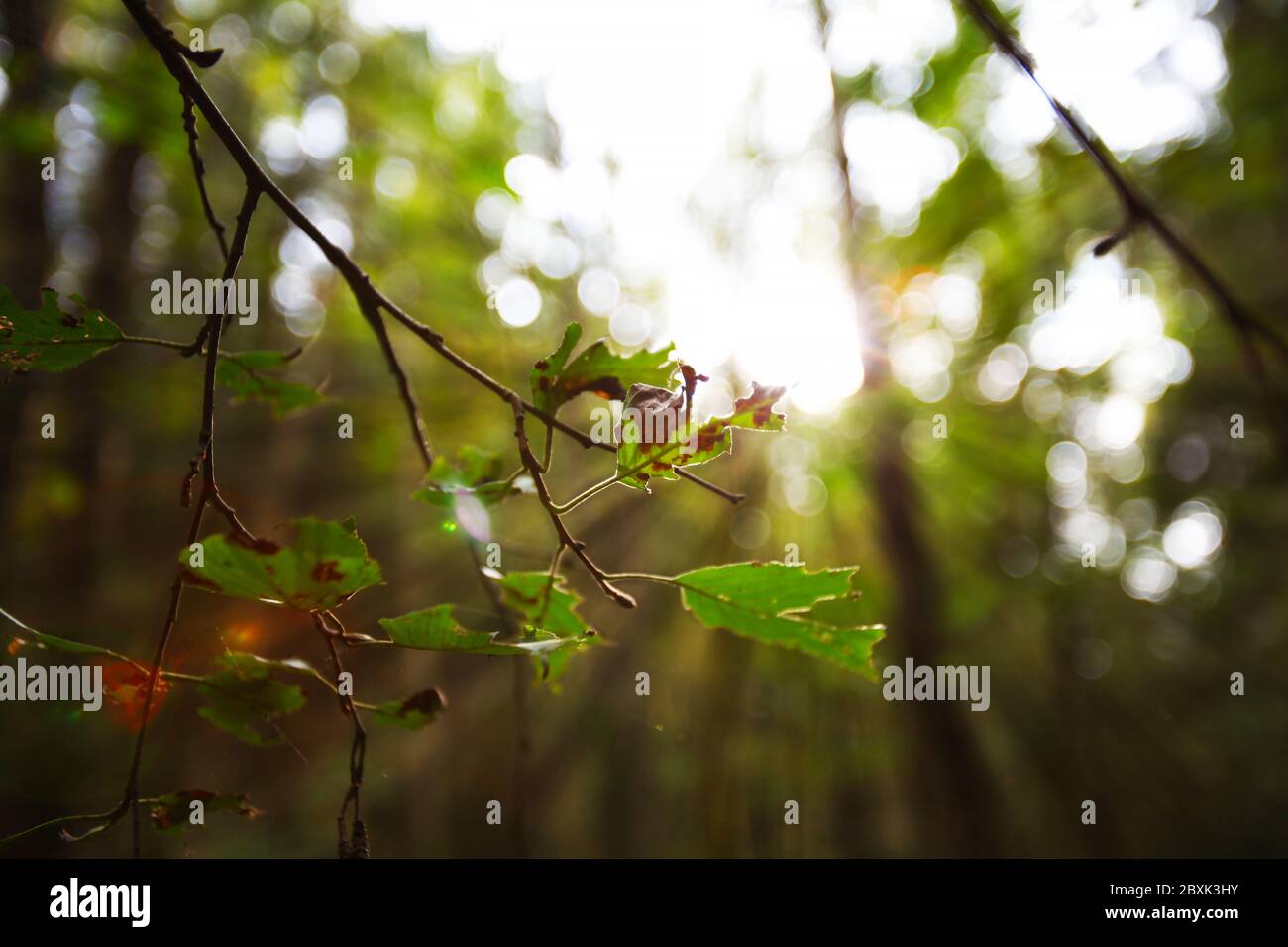 Luce che splende attraverso le foglie di fine estate, Europa orientale Foto Stock