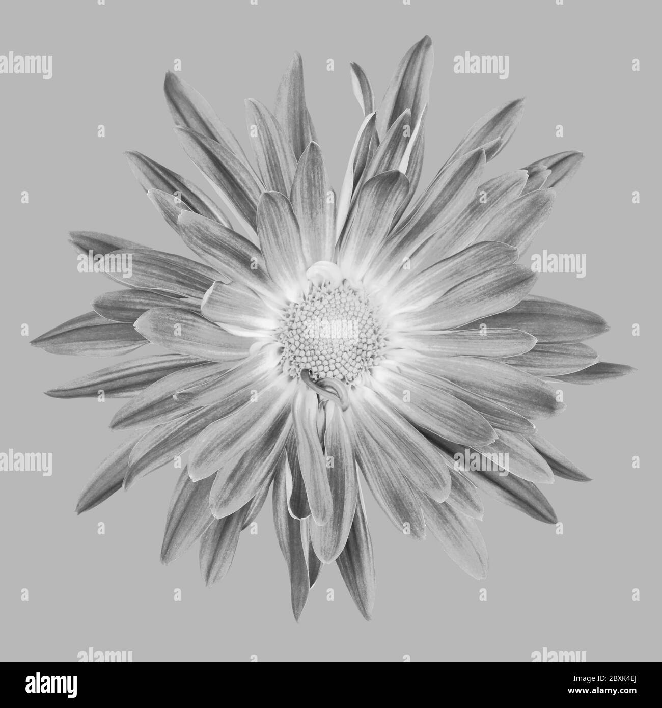 Foto ravvicinata con doppio fiore a margherita bianco e nero con ritaglio quadrato. Foto Stock