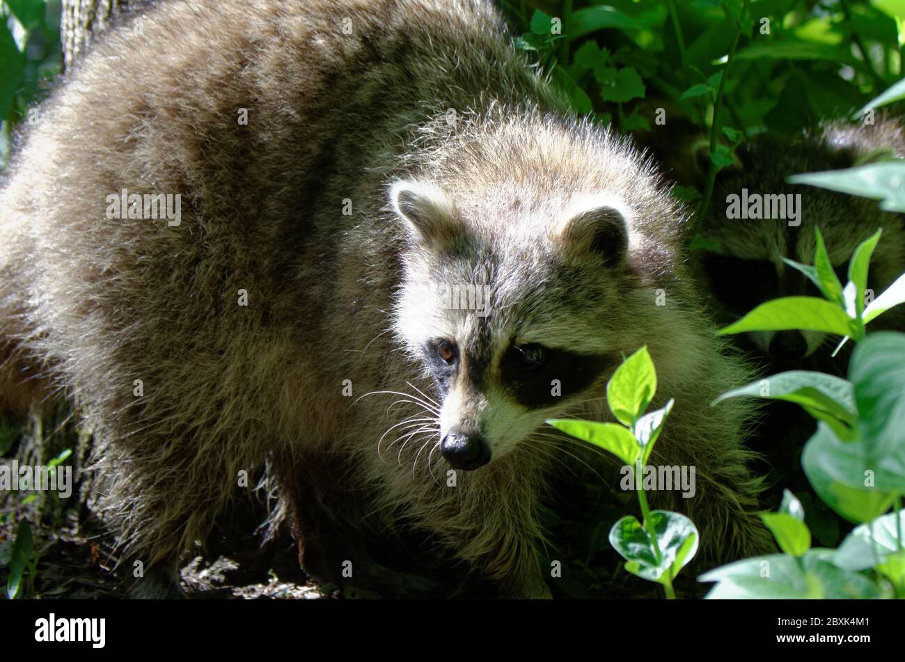 Raccoon comune (Procyon lotor) nei boschi Foto Stock