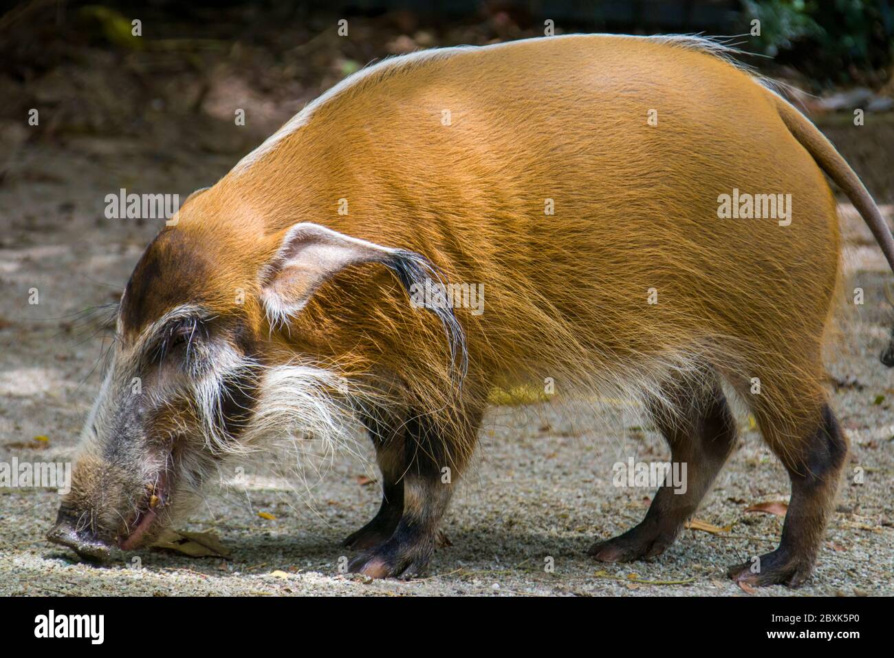 La porco di Potamochoerus (porco di Potamochoerus) è un membro selvaggio della famiglia di suini che vive in Africa. Foto Stock