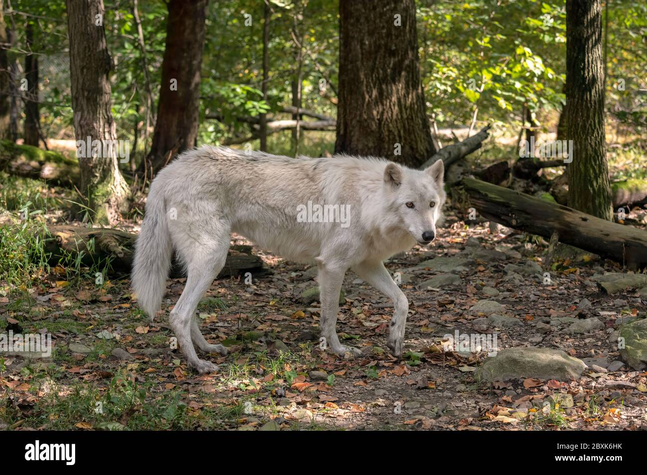 Lupo grigio (lupo di legno) con pelliccia bianca che cammina attraverso una radura nei boschi con foglie di caduta sul terreno. Foto Stock