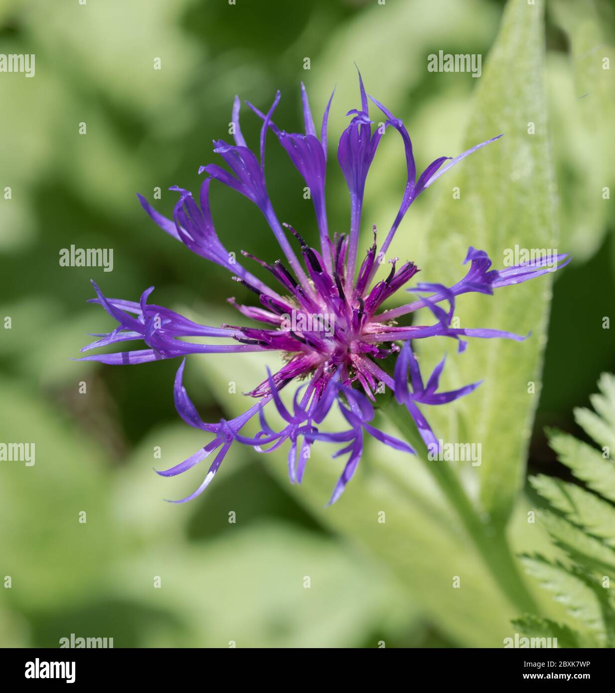 Un singolo fiore di mais viola ( Centaurea montana) da vicino con sfondo verde brillante fogliame. Foto Stock