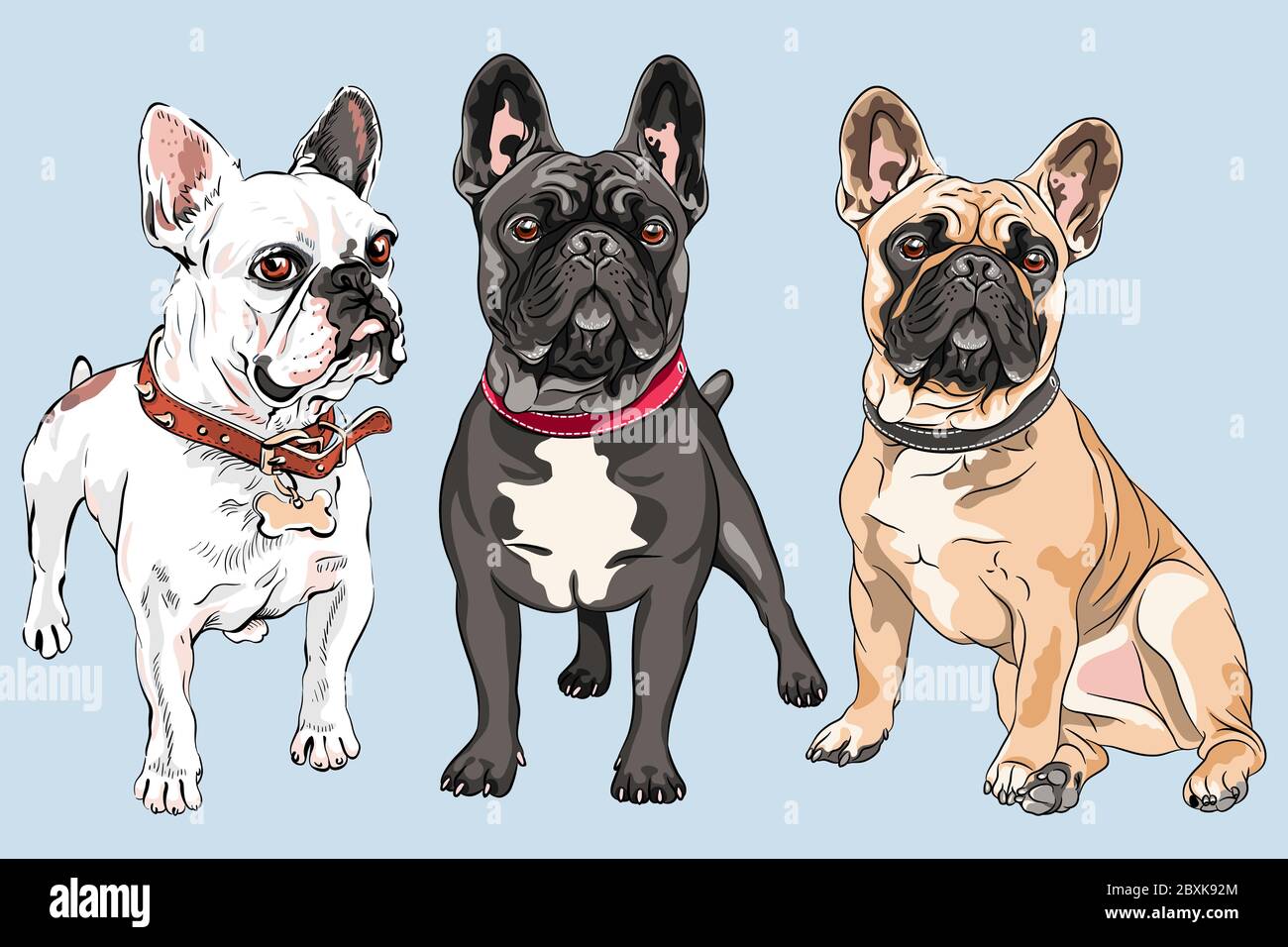 Vettore insieme di cani bianchi, fawn e neri razza Bulldog francese, la colorazione più comune Illustrazione Vettoriale