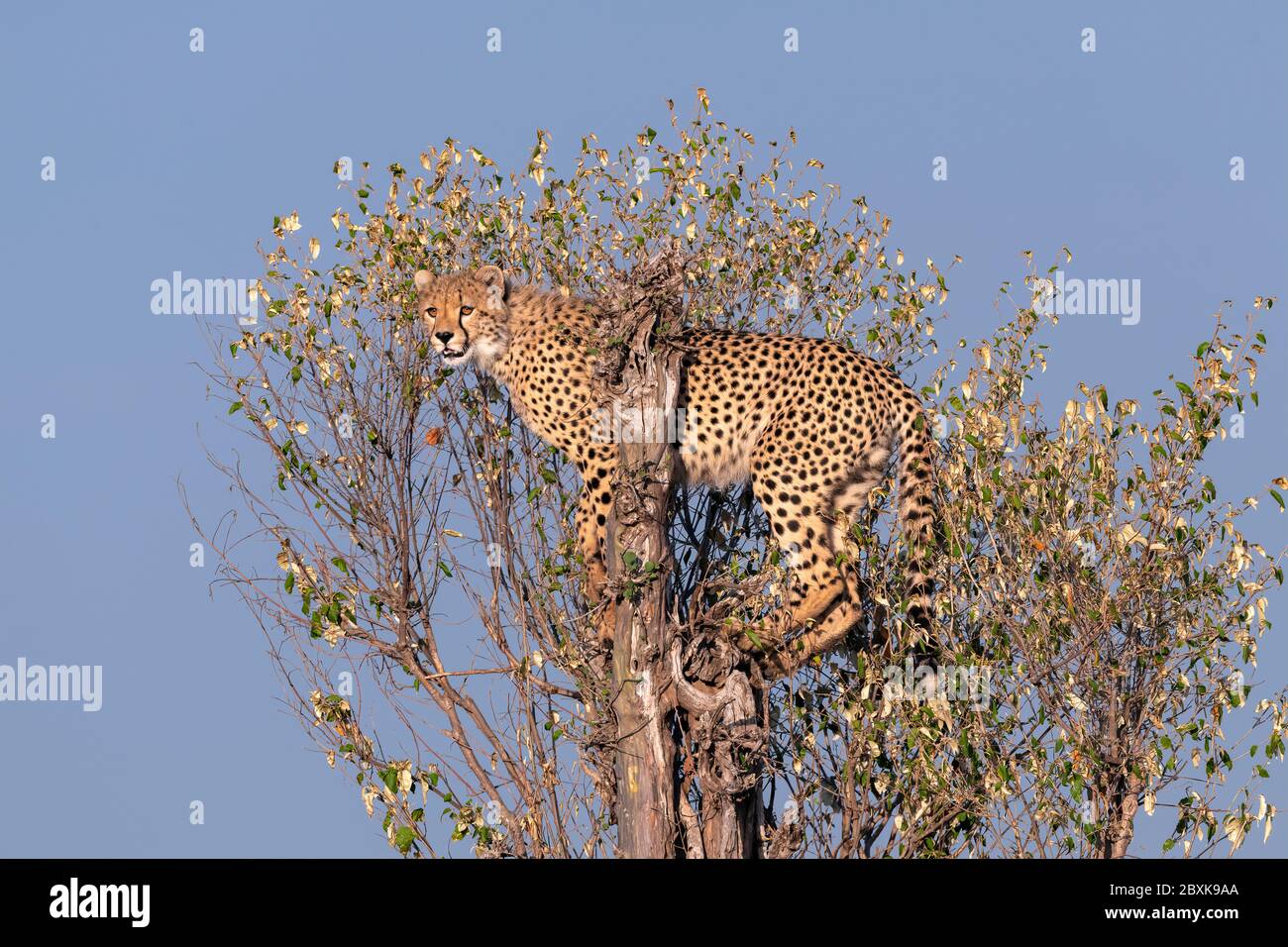 Un bel giovane ghepardo sale un tronco di albero caduto e guarda fuori sopra la savana africana mentre il sole dorato del mattino gli splende. Foto Stock