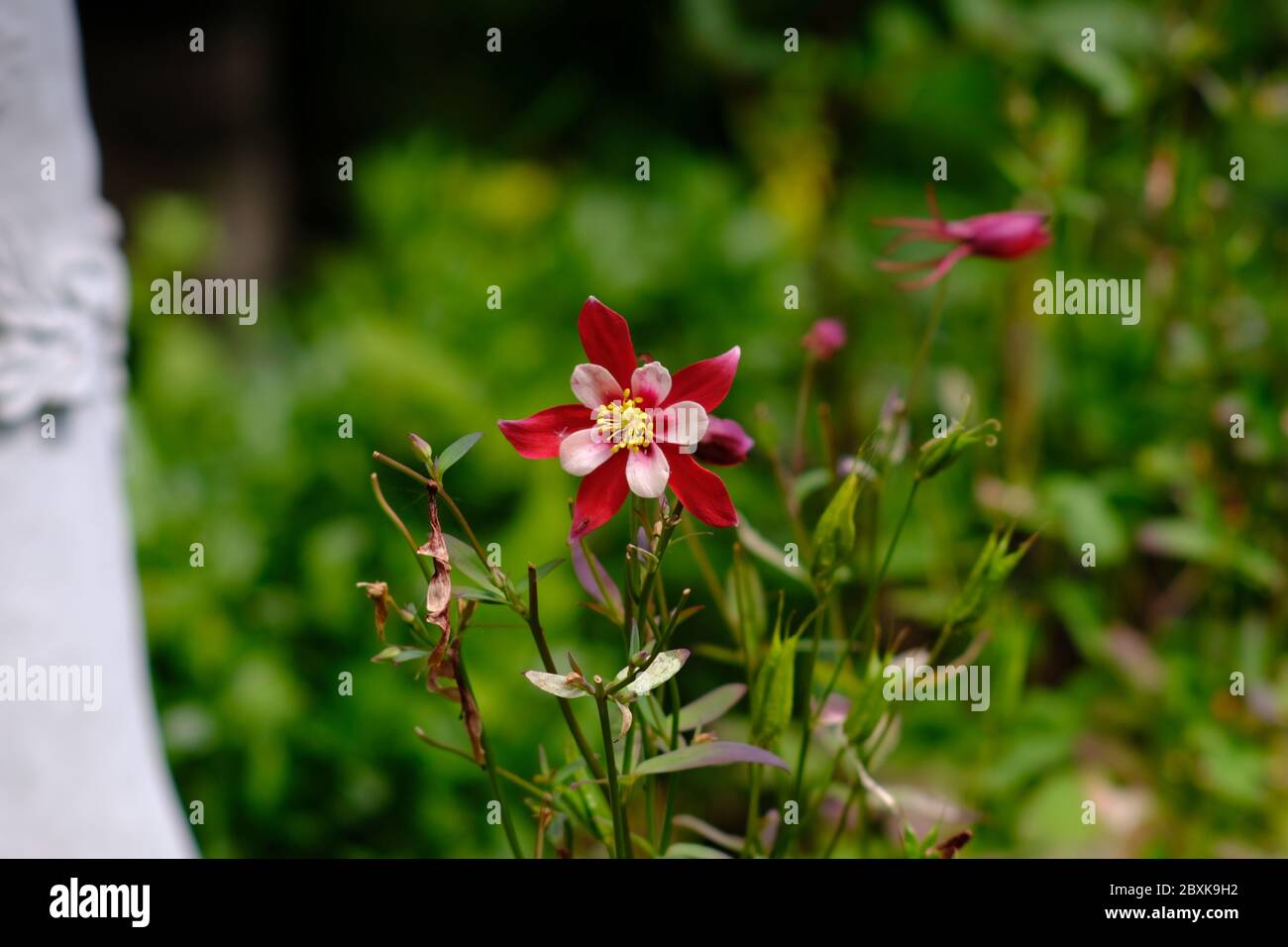 Singola colonna splendida rosso profondo e rosa pallido (Aquilegia vulgaris 'Winky - Red and White') in un giardino Glebe, Ottawa, Ontario, Canada. Foto Stock