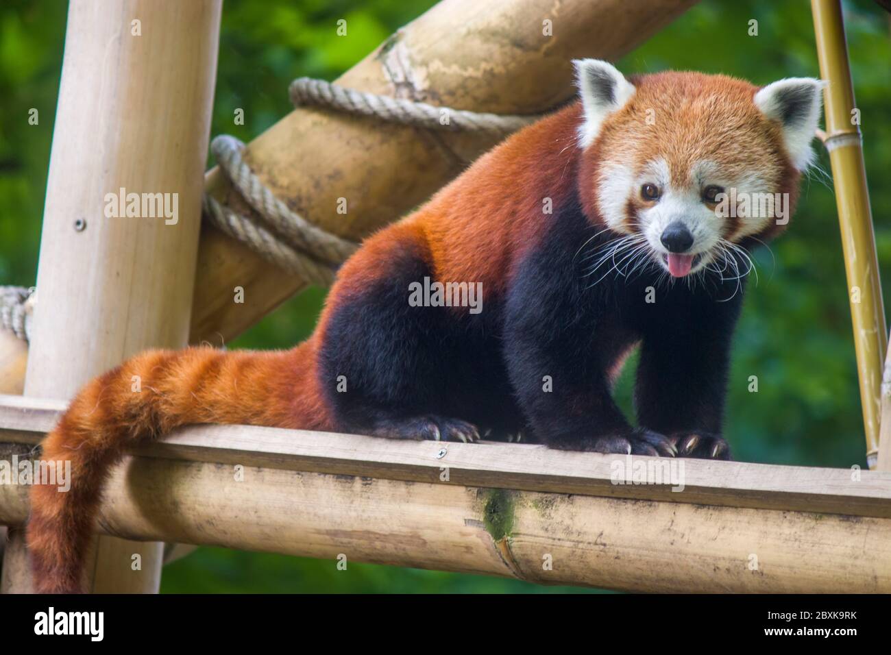 Il panda rosso è un mammifero originario dell'Himalaya orientale e della Cina sudoccidentale il panda rosso ha pelliccia bruna-rossastra, una lunga coda shaggy. Foto Stock