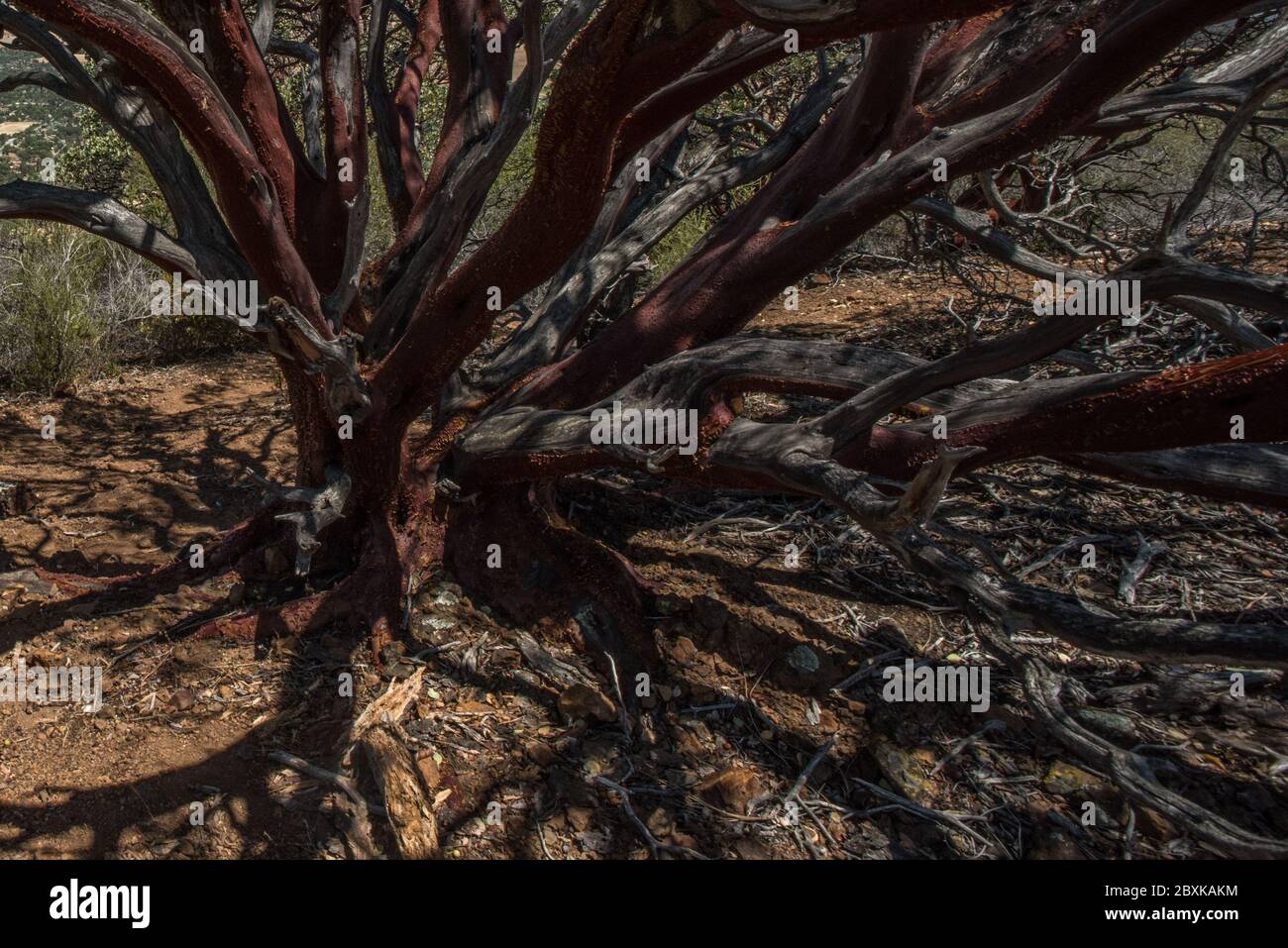 Un albero di madrone pacifico (Arbutus menziesii) cresce nel Monte Diablo state Park in California. Foto Stock