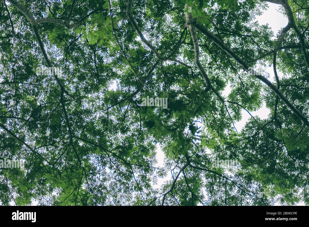 Alberi e foglie verdi sfondo Foto Stock