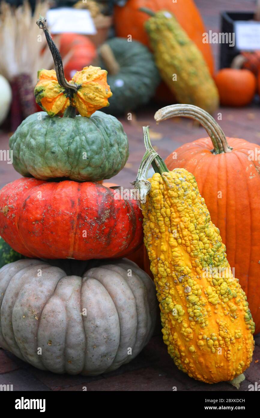 Coloratissime zucche e vasi al miele in vendita al mercato agricolo stagionale d'autunno. Agricoltura, agricoltura e piccole imprese background. Concetto di raccolto. Vertic Foto Stock