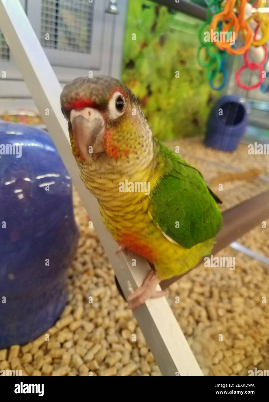 Un primo piano di una guancia verde Conure, un bel pappagallo nella sua gabbia Foto Stock