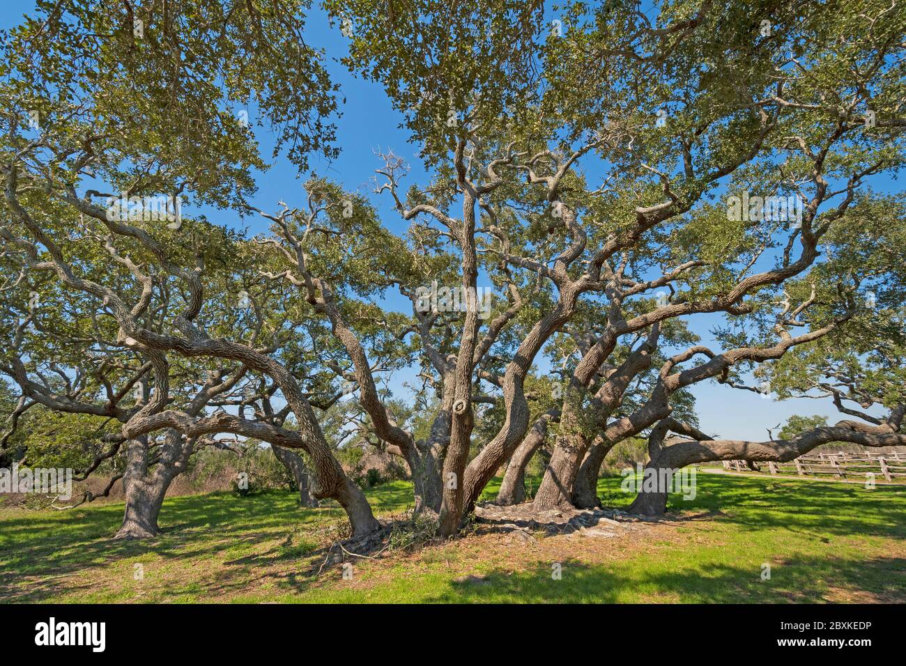 Grande Live Oak Cluster sulla costa nel Goose Island state Park in Texas Foto Stock