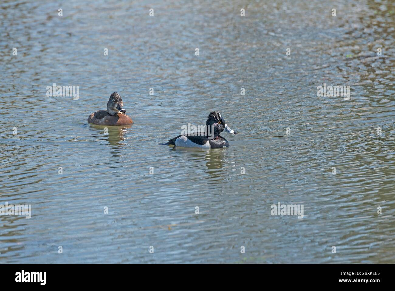 Un anatra a collo circolare in un lago Wetland nel Brazos Bend state Park in Texas Foto Stock