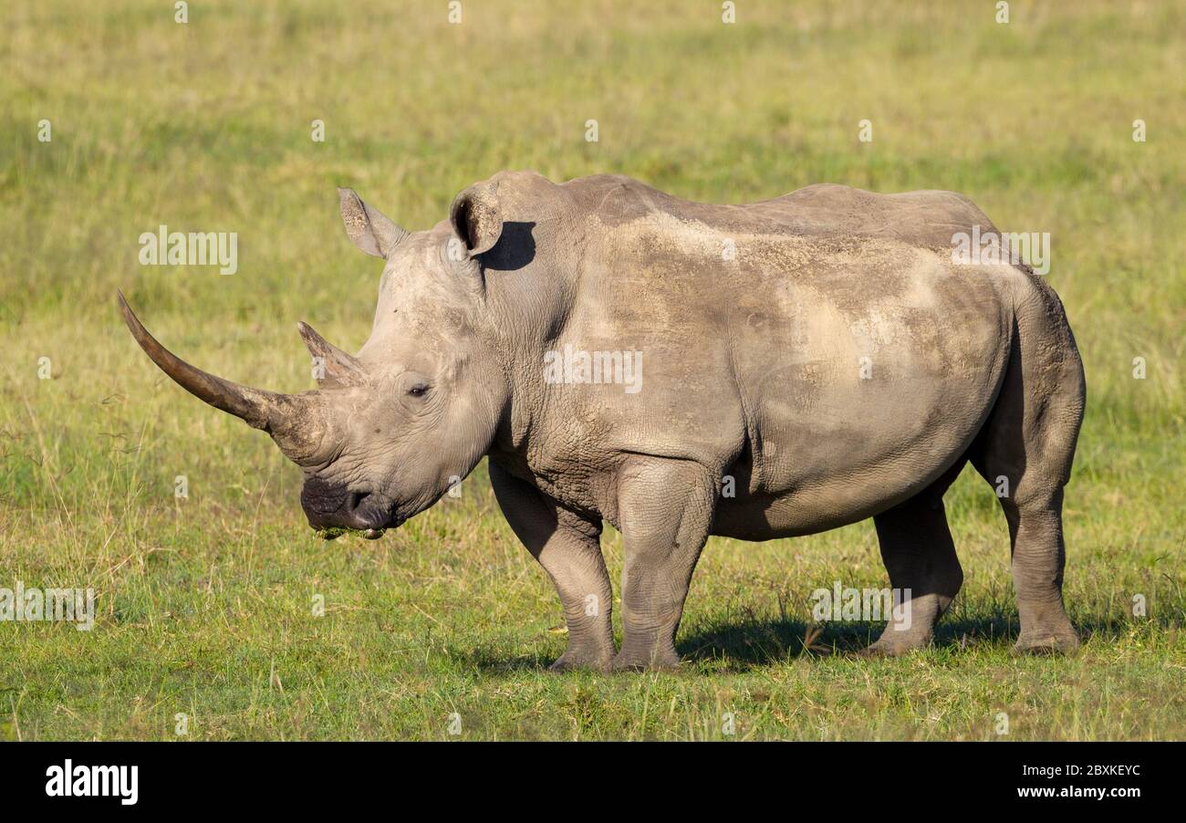 Un enorme rinoceronte bianco con lungo corno vista laterale a corpo intero con erba verde sullo sfondo vicino al lago Nakuru Kenya Foto Stock