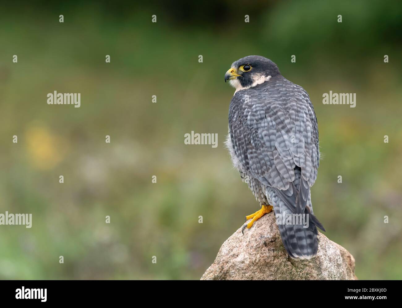 Falco pellegrino in piedi su una roccia in un campo Visualizzazione le sue piume posteriore e le luci di coda Foto Stock