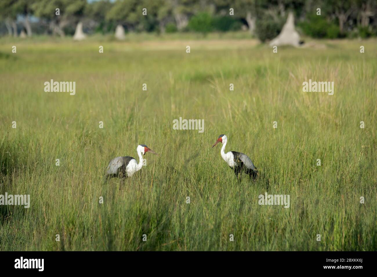 Due Wattled gru a piedi attraverso l'erba alta in Okavango Delta, Botswana Foto Stock