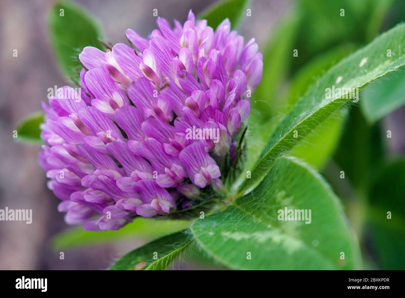 primo piano di un fiore rosso di trifoglio Foto Stock