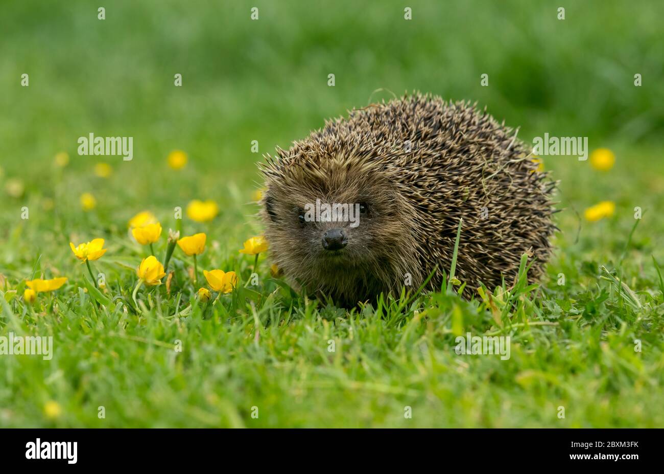 Riccio (nome scientifico: Erinaceus Europaeus) riccio selvatico, nativo, europeo in un giardino con coppe gialle. Orizzontale. Spazio per la copia Foto Stock