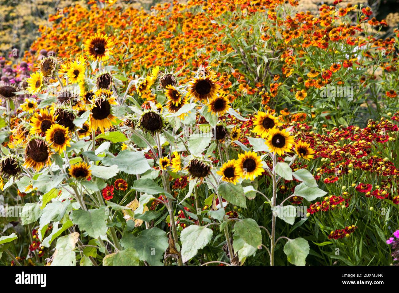 Colorato giardino fiori girasoli giardino elio bordo cottage giardino piante alte Foto Stock