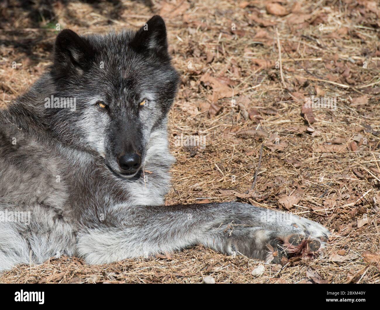 Lupo nero del legno (conosciuto anche come lupo grigio o grigio) che si sveglia da un pisolino Foto Stock