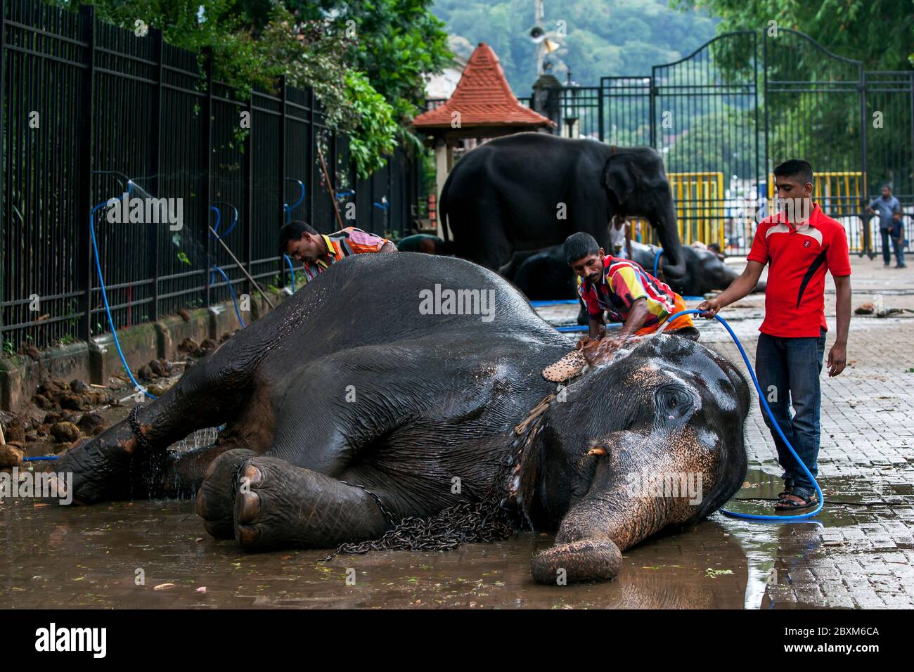 Un elefante cerimoniale è lavato da un mahout all'interno del Tempio del Sacro dente complesso Reliic prima dell'Esala Perahera a Kandy in Sri Lanka. Foto Stock